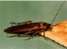 bugs eeeewwww - What would u do if they accidently served you a bug