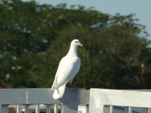 Dove - A picture of a dove