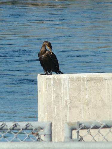 What kind of bird is this? - I am not sure what kind of bird this is. But it is one of the many water fowl that is located in my area. It had found a place to relax and sun itself.