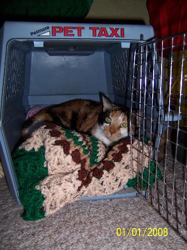Abagail in Petie's bed - Abagail sleeping in Petie's bed during the day