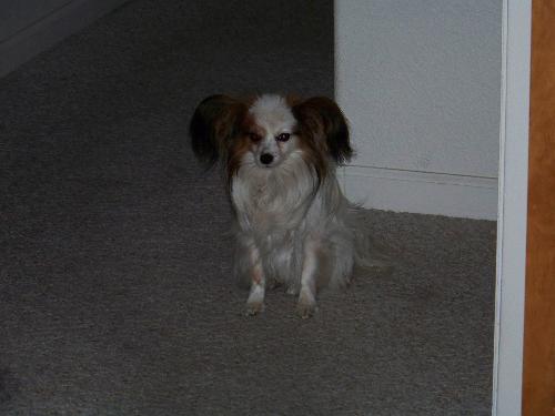 Petie - Petie waiting patiently for his new sister to arrive