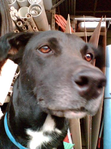My Dog - This is my dog, her name is Alung. She's now 10 years old and still very healthy. She's a mix of doberman and someting else