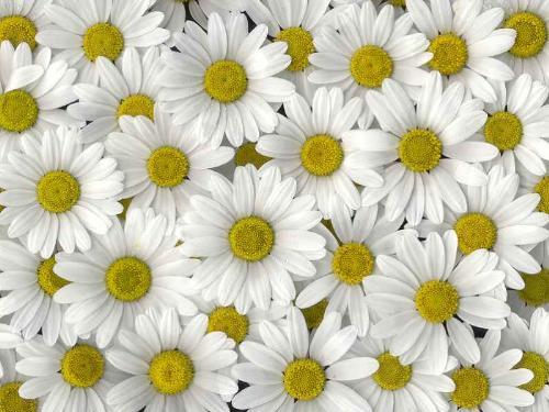 White beauty - Flowers say a lot of things in themselves! As a picture speaks a thousand words so does a flower, and this white flower bunch is depicts purity as well as peace!