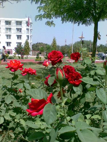 Roses - These bunch of roses depict love and true friendship