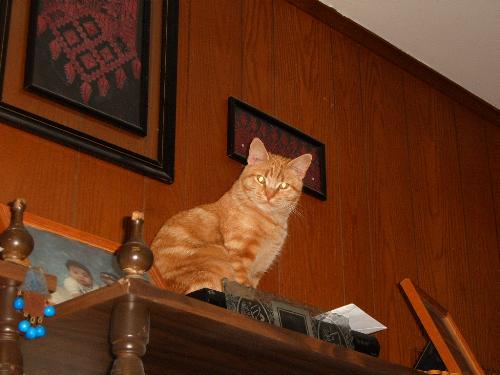 King of the Cats - my cousin's cat sitting as if he owns the place