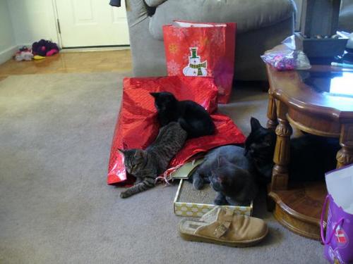 cat family  - cats on xmas