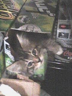 Cat In A Box - My cat, Fancy, would only sleep in Vault 12 pack boxes.