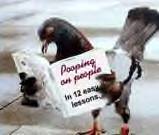 bird reading book - check out the title of the book