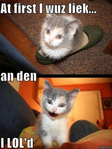 cute kittens - this picture was so cute i couldn't resist