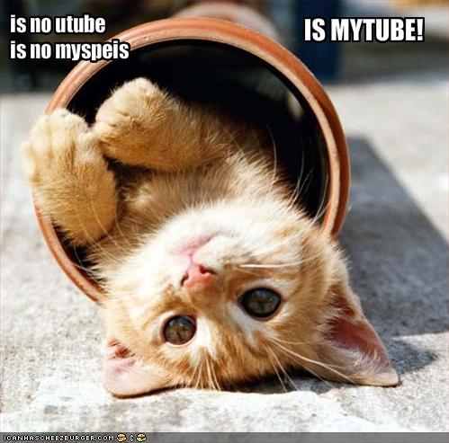 not youtube mytube - this kitten is just so cute in his little tube