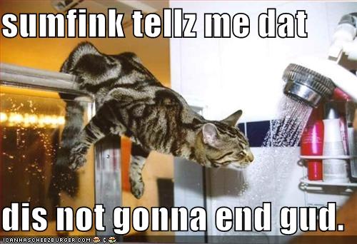 uh oh calamity waiting to happen - this is one silly cat