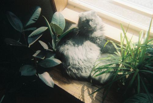 Sassy getting some sun - Here is my Scottish Fold, Sassy. See her ears? That's where she gets her name (Scottish Fold, not Sassy.... Sassy comes from something much bigger than just folded over ears).