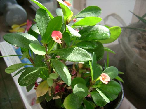 anybody know the flower's name? - I bought it from a supermarket and I think it is very beautiful. But I don't know what kind of flowers it belong to? Anybody know it's name? Thank you!