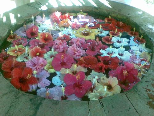 lovely wishing well - this is a photo i took of a wishing well found in a mountain resort. it caught my attention because it was very pretty and makes you all hopeful inside :-) hey, there's a lot of coins beneath the floating gumamelas.  throw your coin and make a wish!