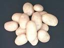 potato or camote - unskinned root crops