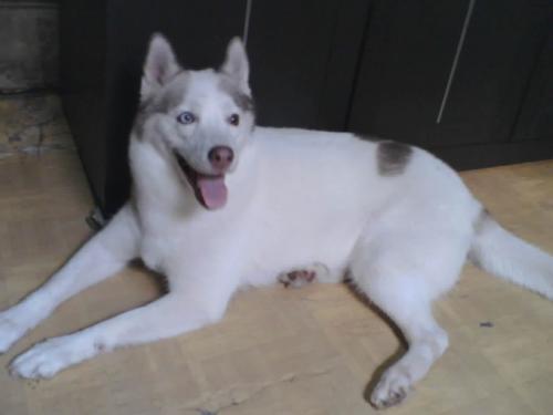 My neighbor Huskey - This is my Neigbor Huskey. She life in Indonesia. Is it weird? Coz I heard Huskeys can't life in Indonesia, it's too hot here.
