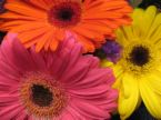 gerberas - gerberas ... very beautiful and comes in various colours