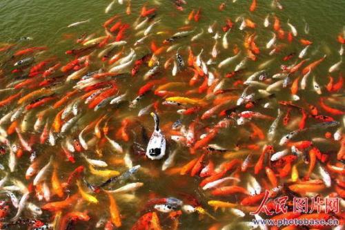 carps fighting against an attacking duck - At ten forty on the morning of November 16th, 2008, thousands of carps and a duck were having a fight against each other in a park pond in Changsha City, China. 