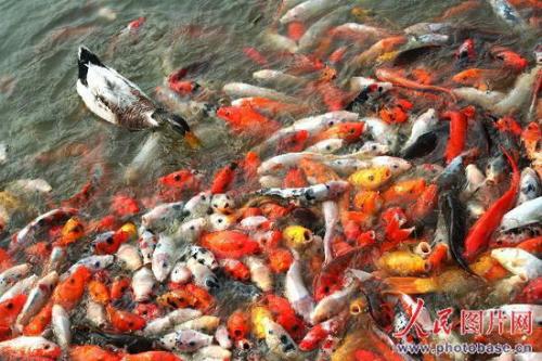 carps vs an attacking duck - this one shows that the duck was trying to get close to the carps for its sudden attack.