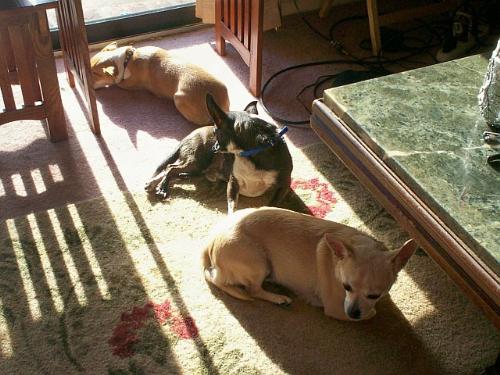 My Three Chihuahuas Napping - Schatzie, Pepi and Honey