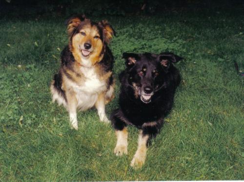 Kavik and TK - These were the Perfect dogs- TK and Ka'vik  she was collie mix and he was Malamute/Lab. I wish I could have cloned them forever.