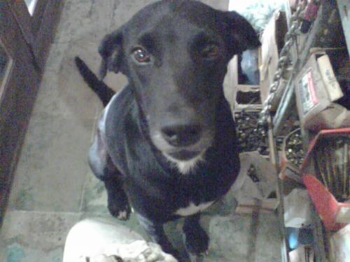 My god, Alung - begging for pat on her head  - This is my dog, her name is Alung, she&#039;s 10 years old. she&#039;s begging for a pat on her her head. She&#039;s just so cute