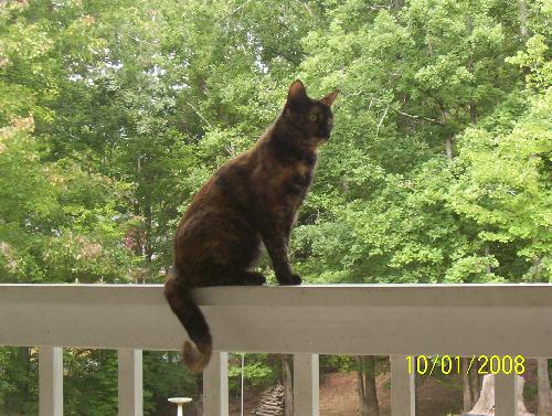 Sweet Sweet Sassy - Sitting on the porch railing enjoying the view and no doubt wondering what else to get into! lol