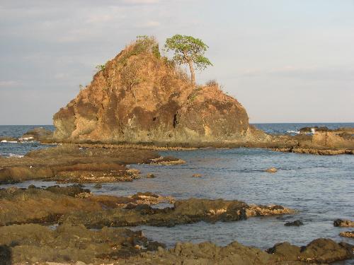 lone tree - during an outing in pangasinan