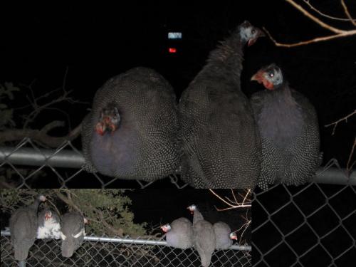 Birds - What kind of birds are these?
