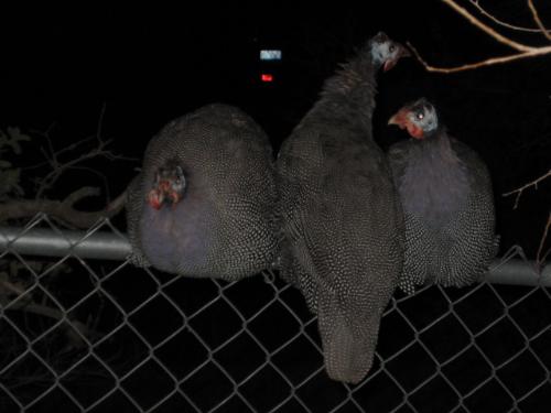 Wild turkeys? - Wild turkeys do in fact perch on fences& trees. So do chickens.
