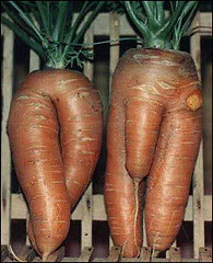 carrot - they are looking different from long