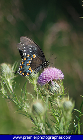 buterfly - beauty