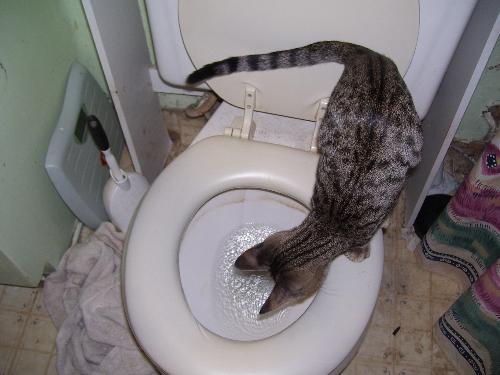Whiskers being amused by the toilet - My kitty loving to watch the water swirl as the toilet flushes