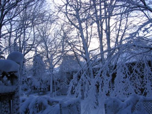 Nov. 14/08 snowfall - Here is my backyard on on Nov. 14/08 when overnight 8 inches of snow fell.