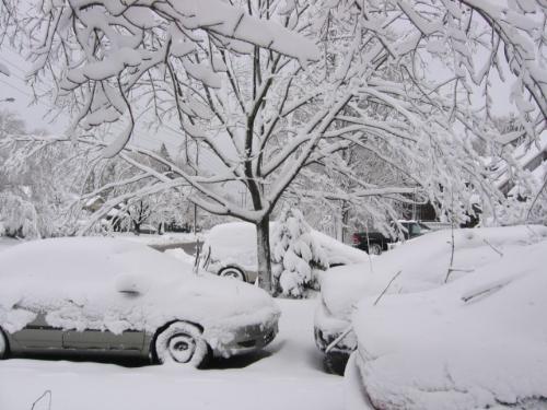 Nov. 14/08 snowfall - My driveway after the snowfall.