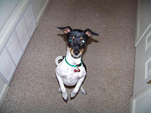 Deedee my new sister - My new rat terrier Deedee Deedee my new sister - My new rat terrier Deedee