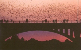 South Congress Bridge bats, Austin - Every night at dusk, March through September, hundreds of people gather to watch thousands of bats leave their nests beneath the Ann W. Richards Congress Avenue Bridge for their nightly hunt.