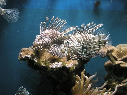 Photo of some cool fish in an aquarium - a shot of some cool fish in an aquarium i visited while in Aqaba (Jordan).