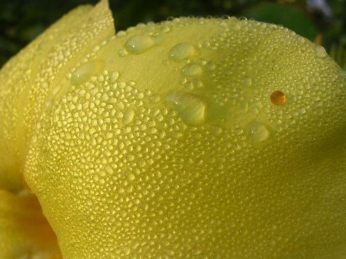 Identify dis???? - a photo shot by me on a very nominal canon digi cam.How is it????????
