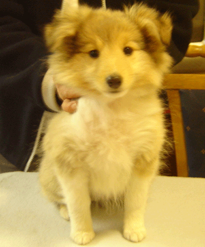 My shetland sheepdog puppy - My shetland sheepdog puppy (female)