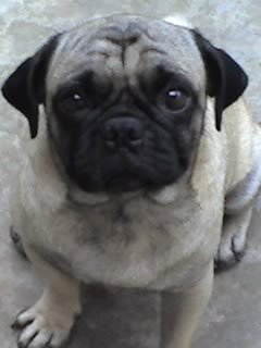 Dog - Puggie