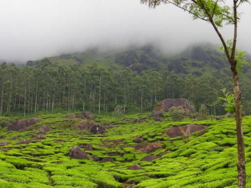 tea garden - Tea garden in beautiful hilly area