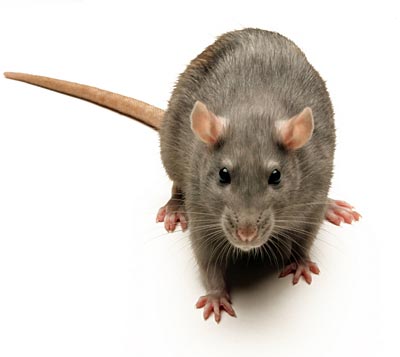 Rat - I smell a rat here...
