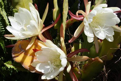 From My Garden - succulents from my garden.