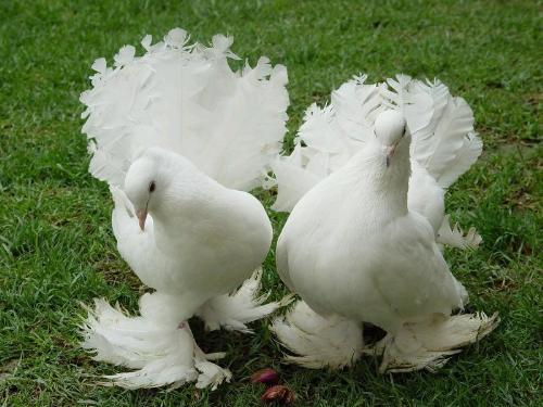 Dove... - Cute ......