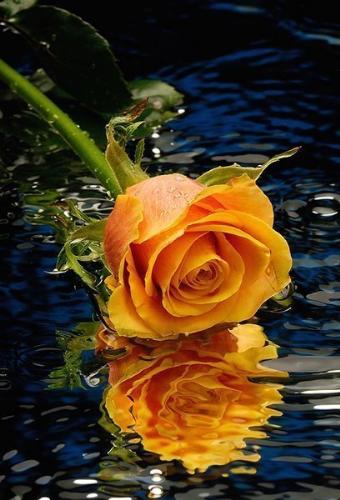Rose - Flower of FRIENDSHIP