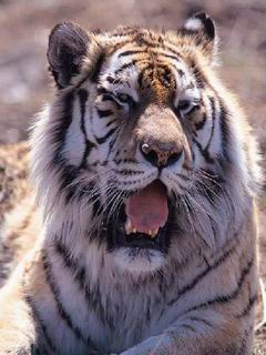 tiger - a beautigul tiger