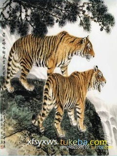 tiger - the picture of tigers