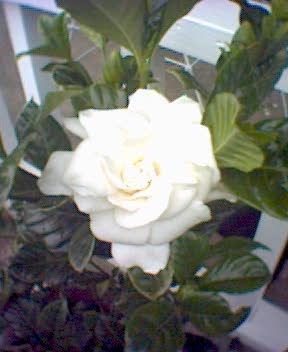Gina-Leigh - My Gardenia!
