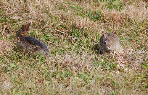 cottontails - successful release of orphans